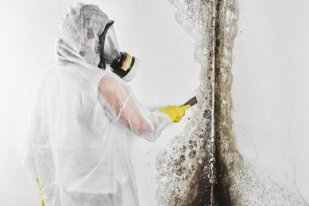 Best Bathroom Mold Remediation in Bon Air, VA