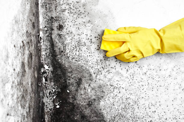 Best DIY Mold Remediation Support Services in Bon Air, VA