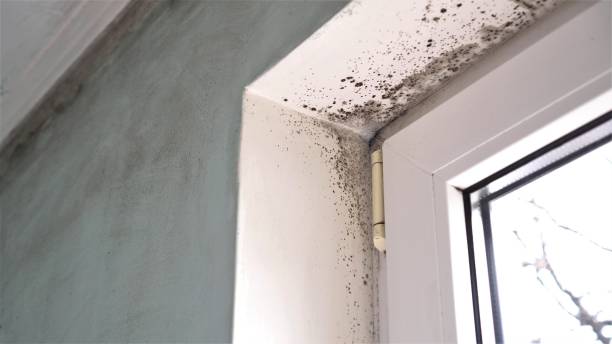 Best Post-Remediation Services in Bon Air, VA
