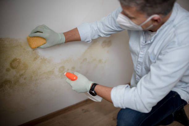 Best Mold Testing and Inspection Services in Bon Air, VA