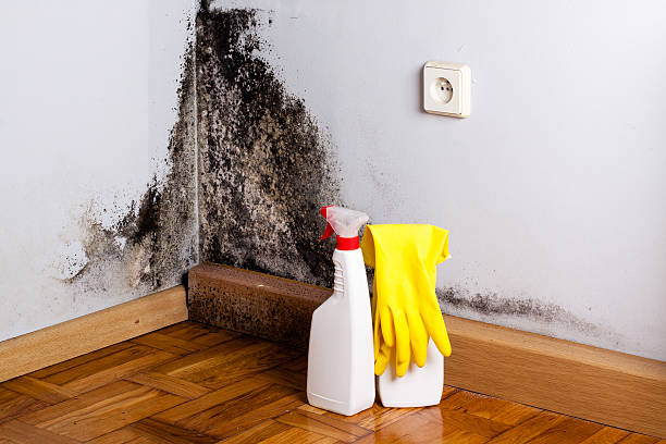 Best Crawl Space Mold Remediation in Bon Air, VA