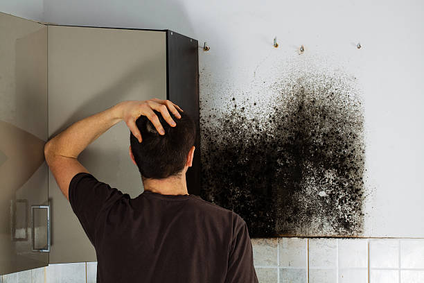 Best Health and Safety Mold Remediation in Bon Air, VA