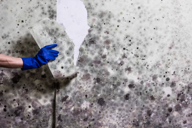 Best Attic Mold Remediation in Bon Air, VA