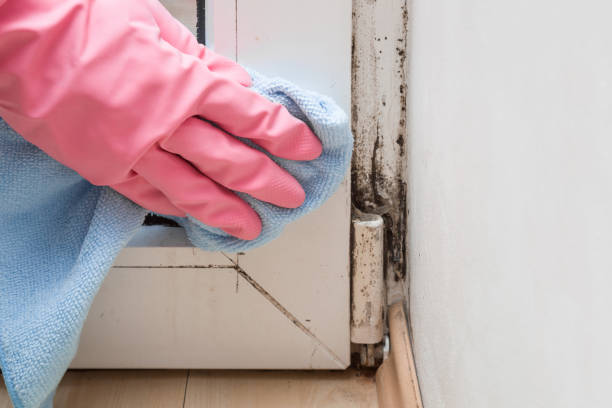 Best Residential Mold Remediation in Bon Air, VA